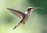 Hummingbird Heaven/Angels Among Us