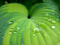 harmonious Hosta