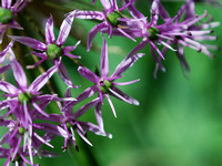 Awesome Allium