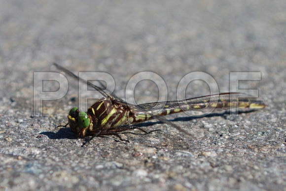 green eyed dragon