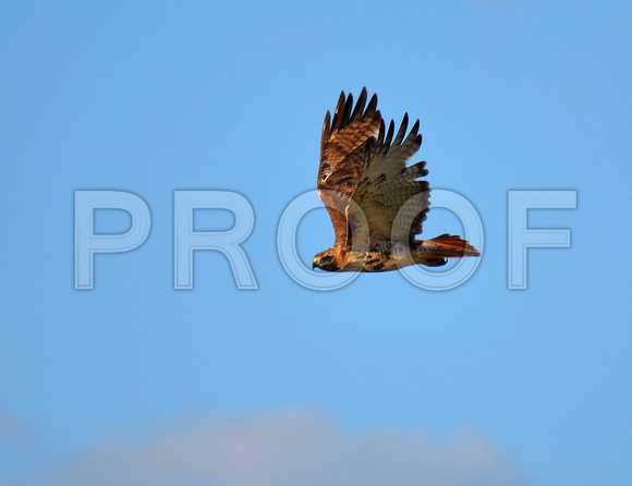 Flying Free. . .  and fabulous-ly