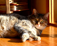 Nala