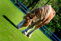 magnificent mane