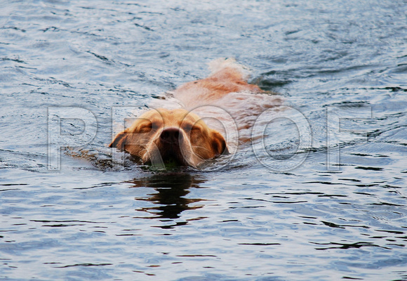 swimming in serenity