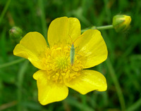 bug in a buttercup