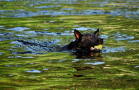 in the West River, Dummerston , VT