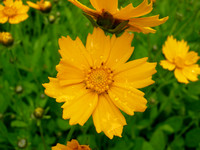 coreopsis collage