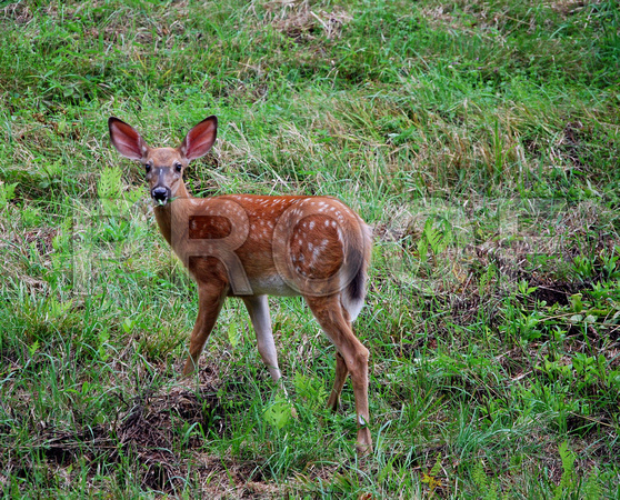 better to hear you with, my deer