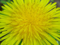 * loop de loop Dandelion