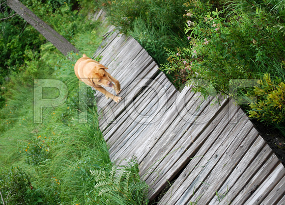 peaceful path