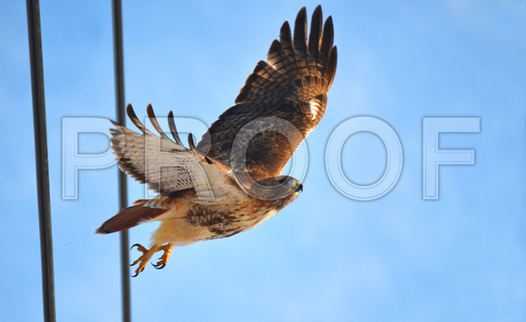 Bird (not) On A Wire
