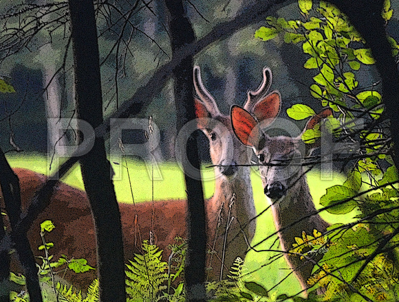 Darling Deer(s)