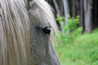 * Enchanting ELROY